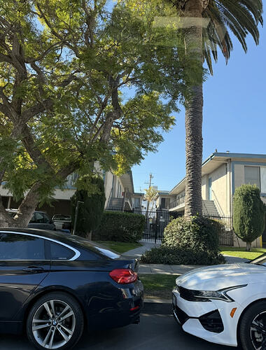 Palms